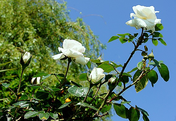 rosas brancas - Gloria Ishizaka