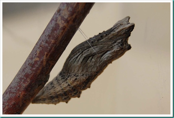 Pupae Stage
