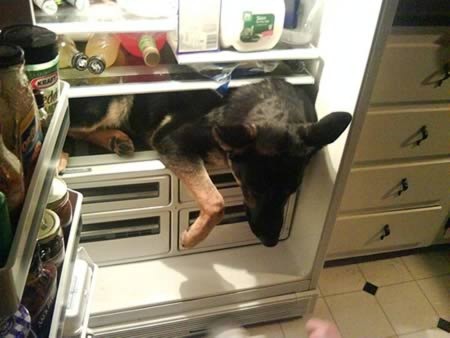 cachorro-na-geladeira