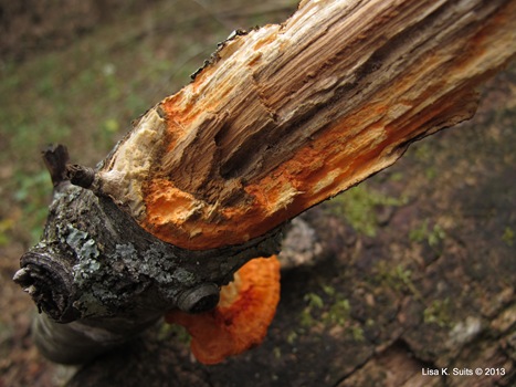 Pycnoporus cinnabarinus staining log Pycnoporus cinnabarinus staining log