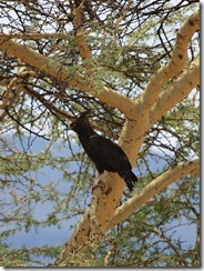 Long-crested Eagle