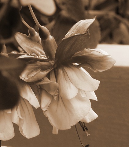 [118_jpgsepia5%255B3%255D.jpg]