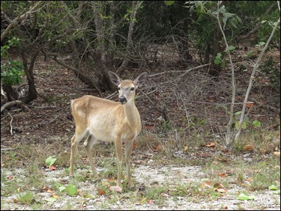 Key Deer