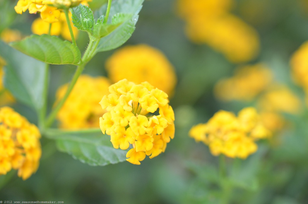 [New%2520Gold%2520Lantana%25201%255B4%255D.jpg]