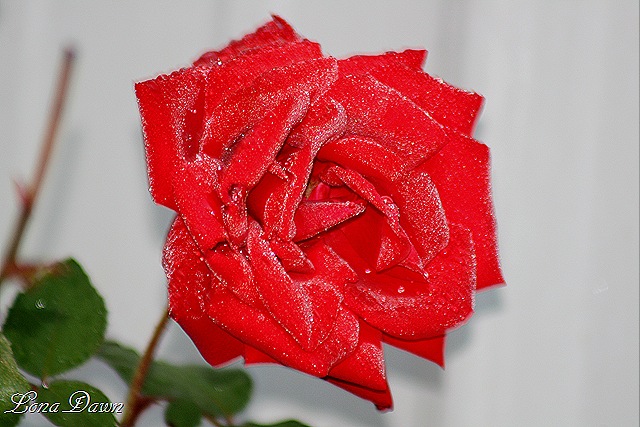 [Frosty_Bouquet4_Oct30%255B10%255D.jpg]
