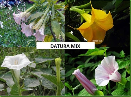 Datura Mix
