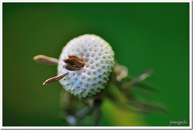 DSC_9071 DSC_9071