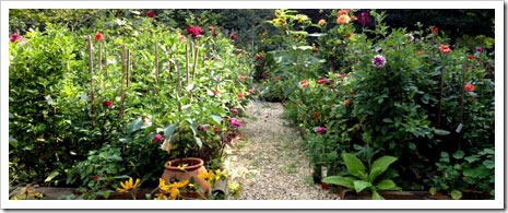 Frances Palmer Dahlia Garden - photo by Mary Jasch