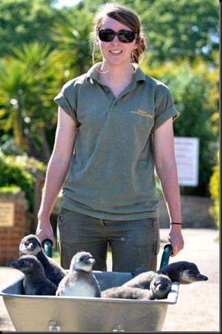 Fern with barrow load of baby penguins