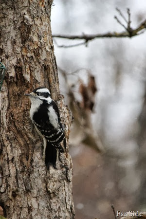 Female Downy Woodpecker