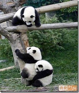 Three panda bears