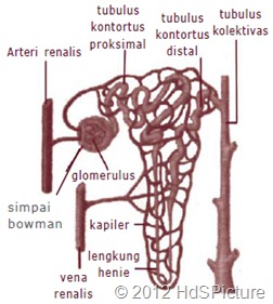 Gambar 1.3 Nefron adalah satuan struktural dan fungsional ginjal