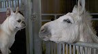 Just as I suspected.  The donks are in their very comfy stall.  Hey Clive, we were wondering how Billie is doing on her new diet regimen?