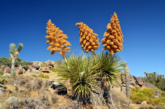 [110928JoshuaTreeNP72.jpg]