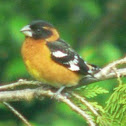 Black Headed Grosbeak