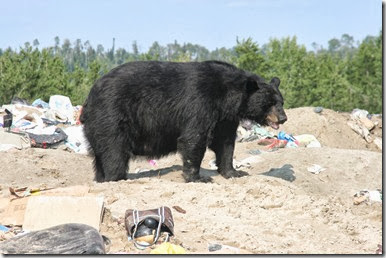 A big fat bear