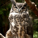 Great Horned Owl