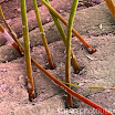 Eyebrow hair.jpg