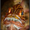 2009 - 6 Egypt - Red Sea Workshop _309.jpg