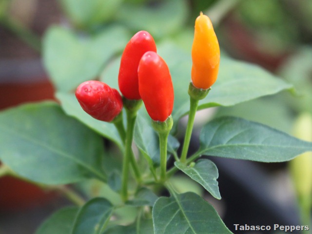[peppers%255B3%255D.jpg]
