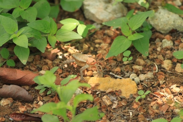 [050_Lagartixa14.jpg]