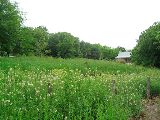 Looking toward the Schumacher house over the Hill Country meadow - the white flowers you see are Gaura lindheimeri, which you see limp along in Northern perennial gardens but down here, I couldn't believe how beautiful it was.
