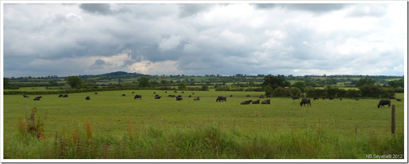 SAM_0942 Warwickshire SAM_0942 Warwickshire