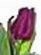 [flowers%2520bulbs%2520mylar%252041x55%255B3%255D.jpg]