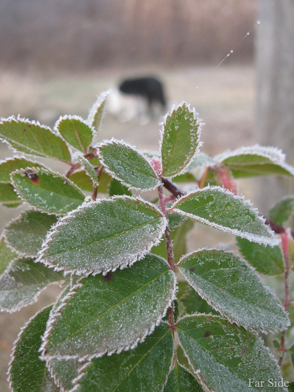 [Roses%2520frosty%255B9%255D.jpg]