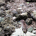 Black-crowned Night Heron (immature)
