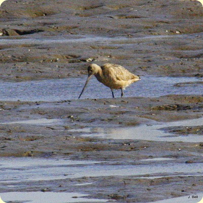 Marbled Godwit