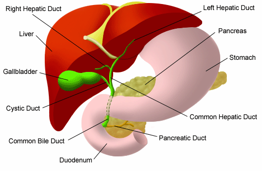 Bilary System