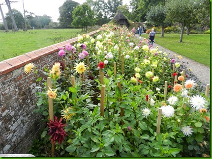 DSCN1403  Another bed of gorgeous Dahlias