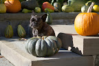 This Year's Halloween Costumes From PetSmart