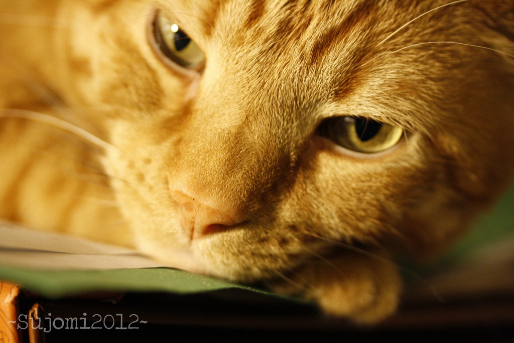 [2012%252001%252013%2520_MG_9106w%255B5%255D.jpg]