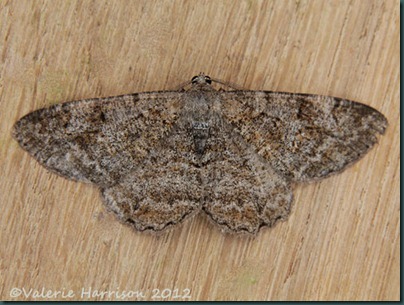 Mottled-Beauty-2 Mottled-Beauty-2