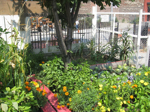 Vegetable gardens are the second category of the garden competition. This healthy planting of corn, peppers, and cabbage is accompanied by some cheerful - and possibly pest-repelling - marigolds.