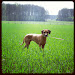Dog in the Green