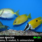 Siganus.jpg