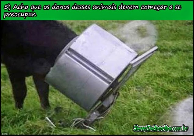 VACA LOCA! VACA LOCA!