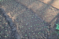 pinoyecofarm december _0124.JPG