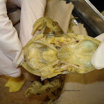 dissect03.jpg