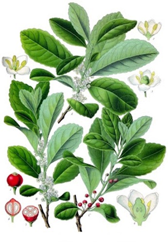 Ilex_paraguariensis Ilex_paraguariensis