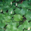 Lily_Of_The_Valley_False_1.jpg