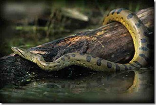 Green anaconda | giant snake