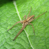 Pisaura mirabilis - in a typical pose, warming in the sun