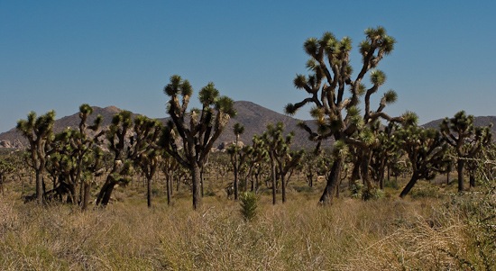 Joshua Tree National Monument Joshua Trees