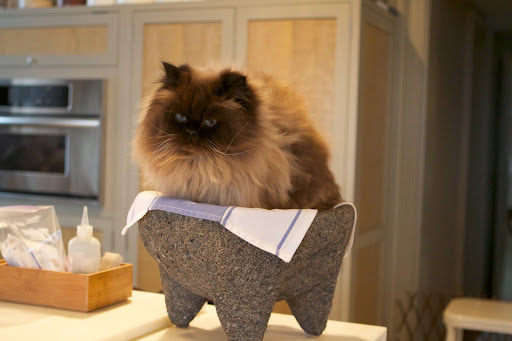 We're thankful for all of the cats, too.  They keep things amusing with their antics.