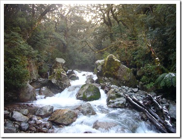 Bosque tropical con un poco de nieve