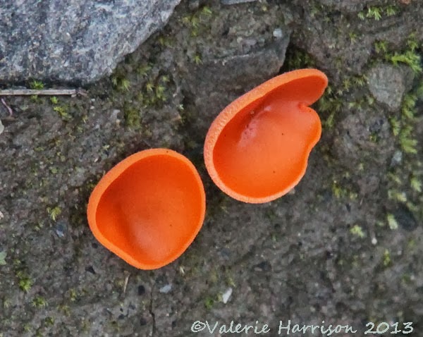 [23-orange-peel-fungi%255B2%255D.jpg]